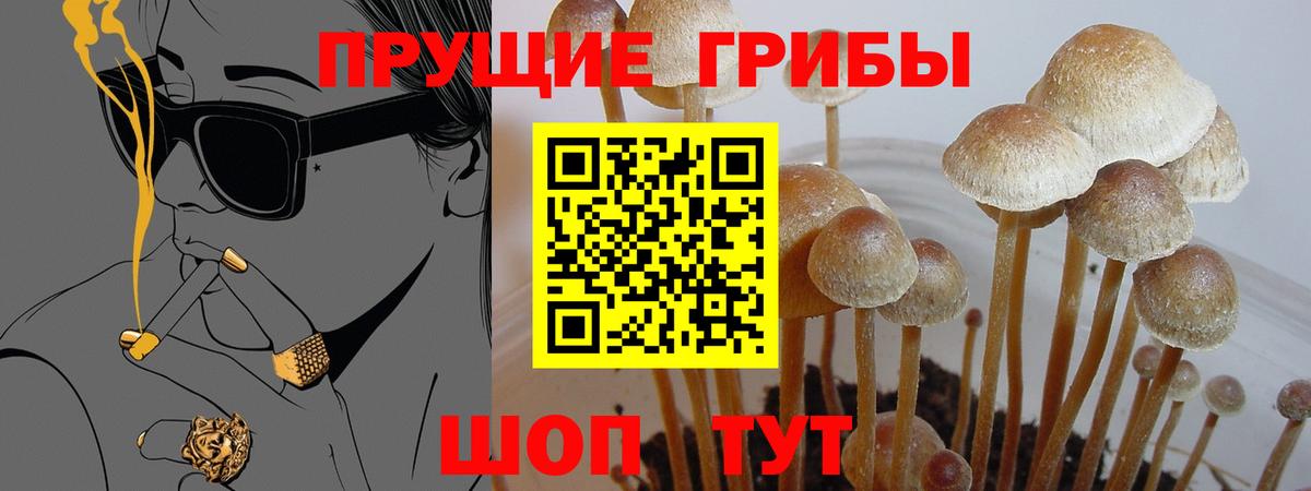 Павловский Посад  Псилоцибиновые грибы MAGIC MUSHROOMS  Псилоцибиновые грибы Magic Shrooms  Вход с VPN 